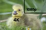 What's the Difference Between 4k and 1080p?